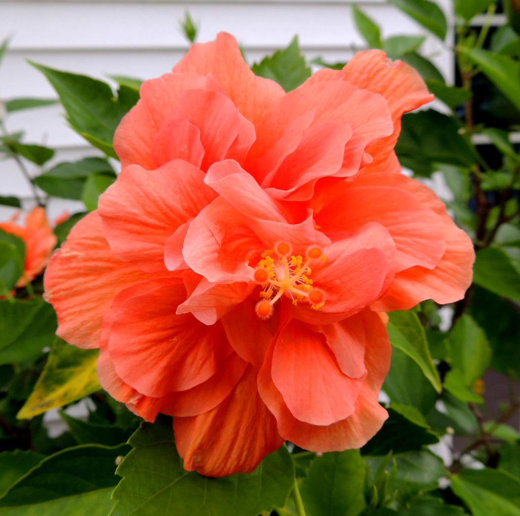 DSCN9330.jpg