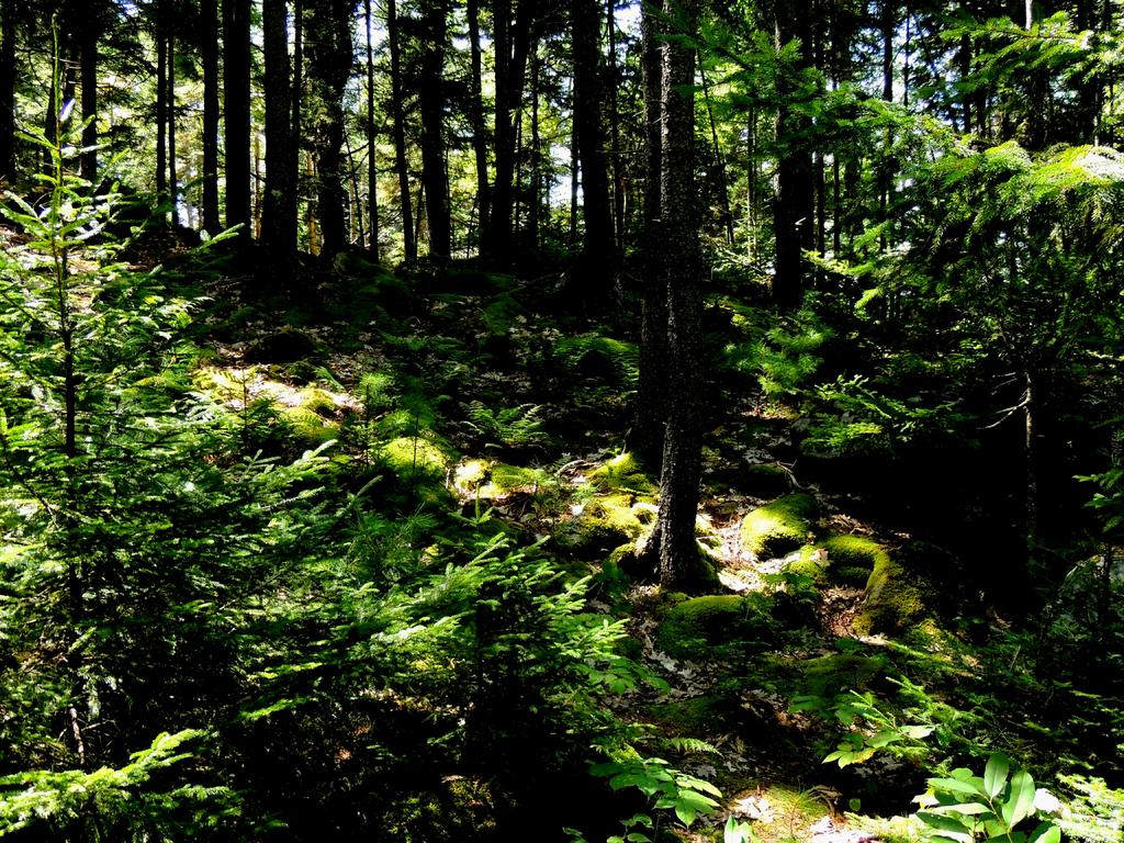 DSCN9331.jpg