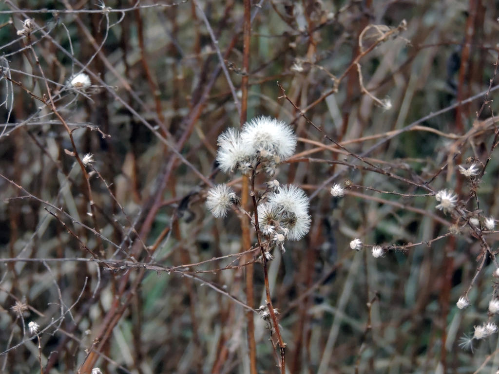 DSCN9347.jpg