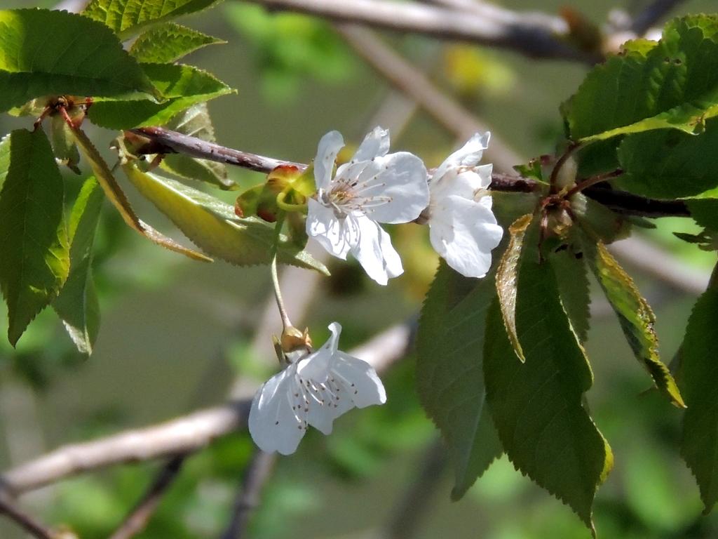 DSCN9348.jpg