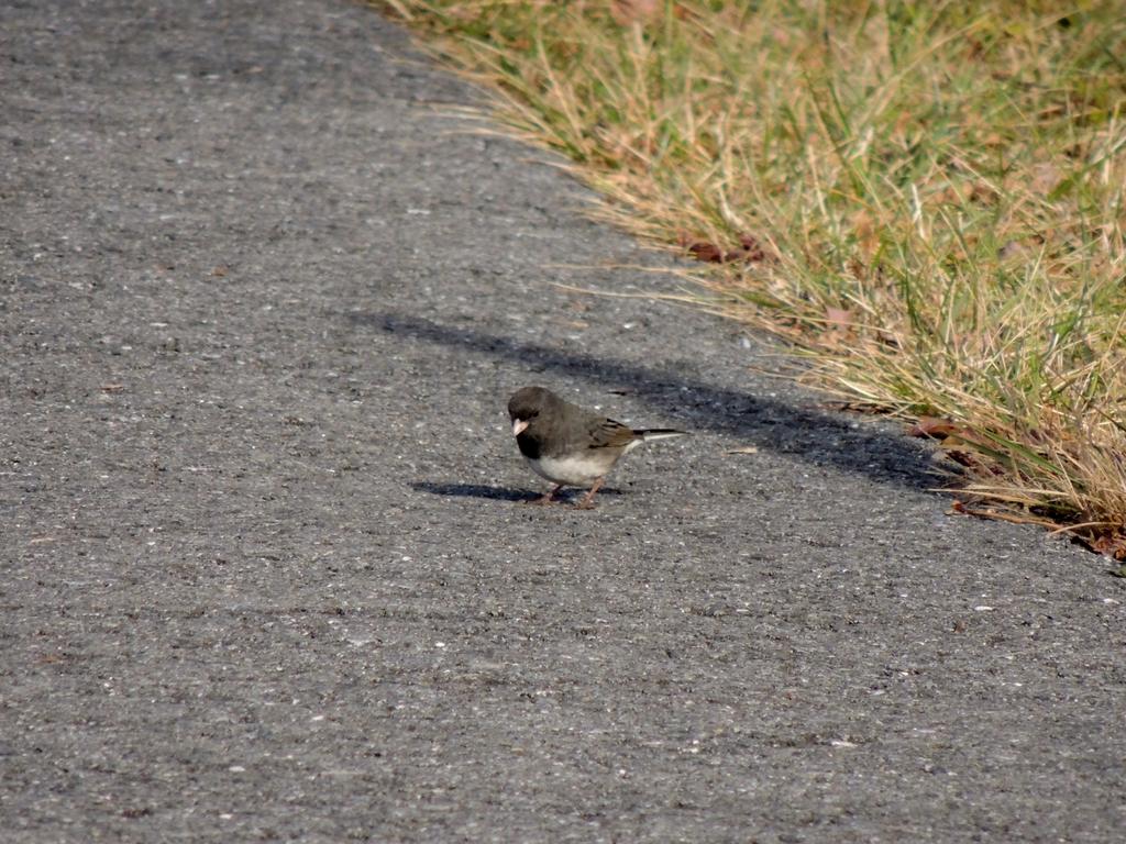 DSCN9349.jpg