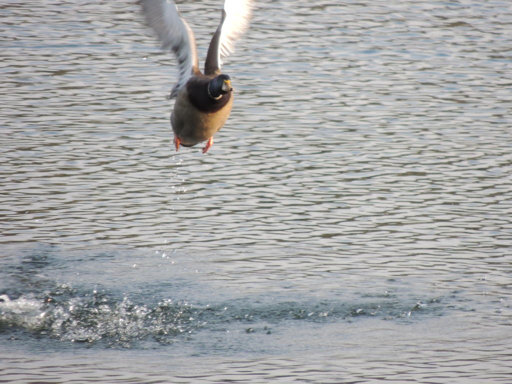 DSCN9382.jpg