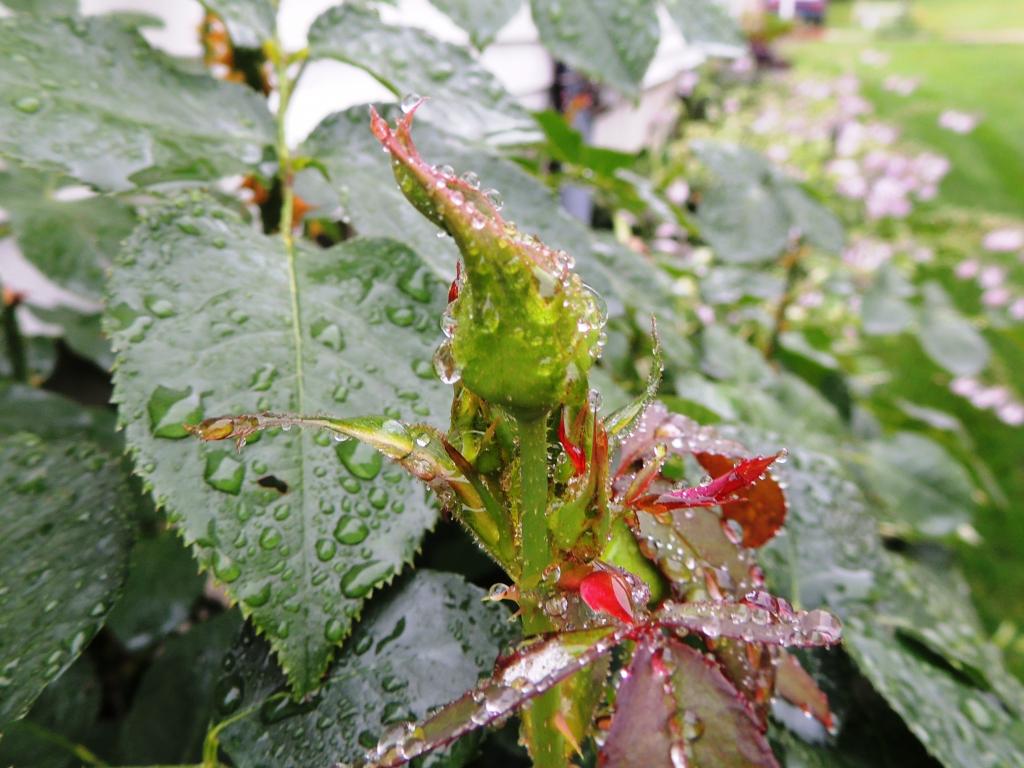 DSCN9385.jpg