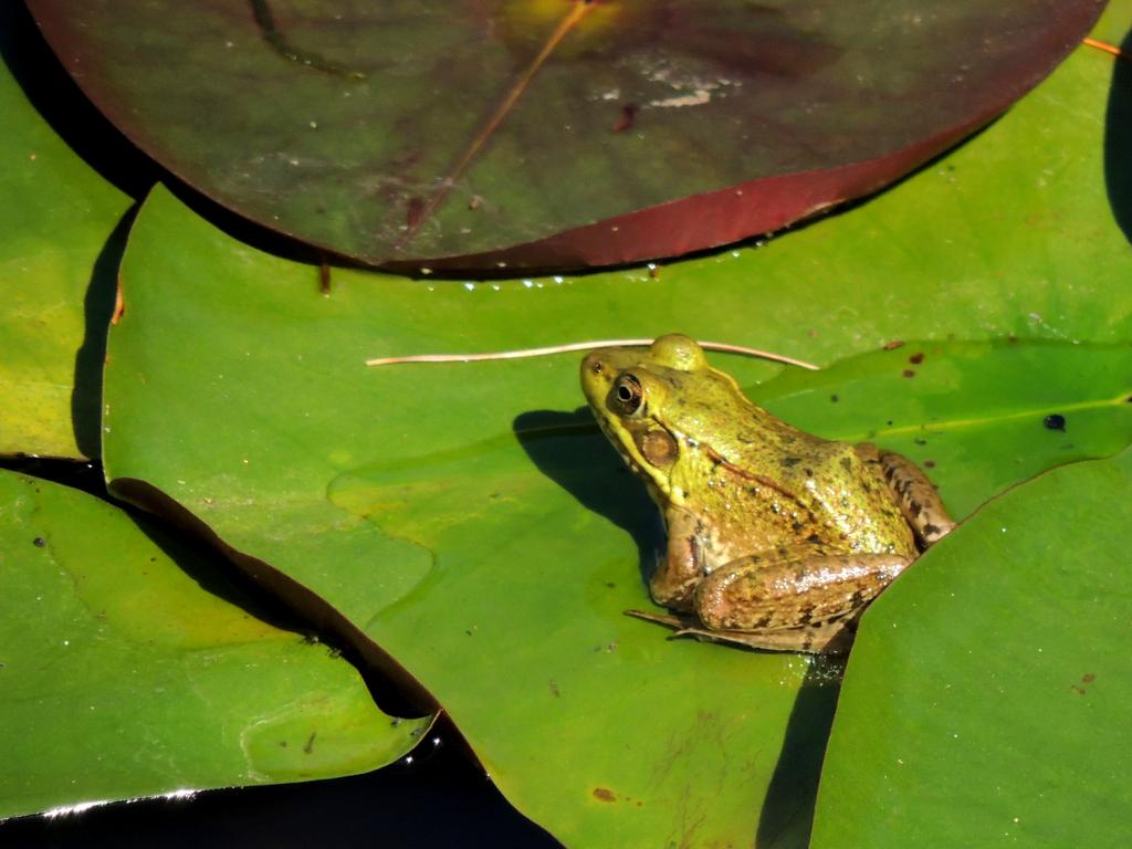 DSCN9387.jpg