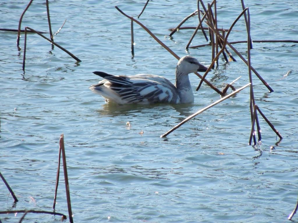 DSCN9396.jpg