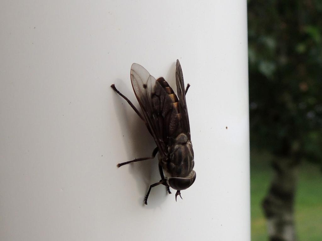 DSCN9398.jpg
