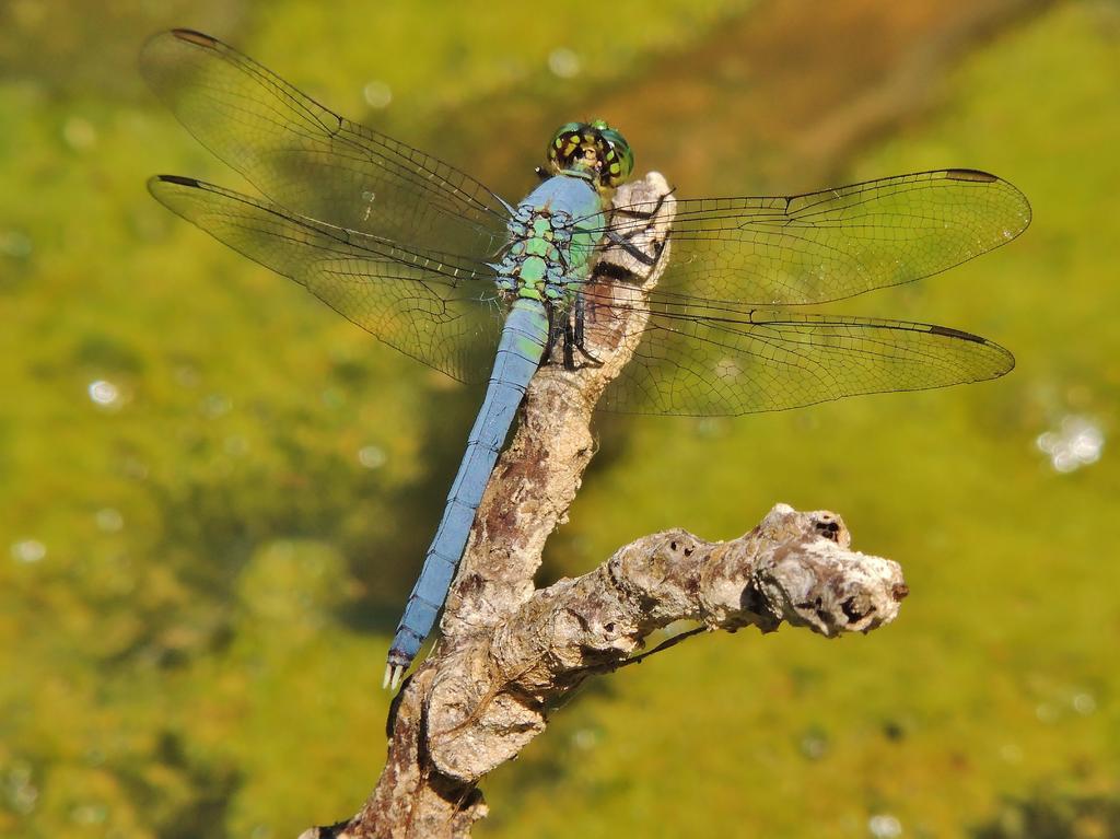 DSCN9414.jpg