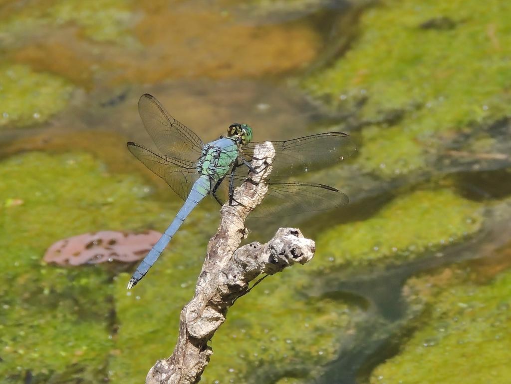 DSCN9422.jpg