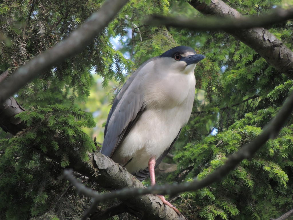 DSCN9456.jpg