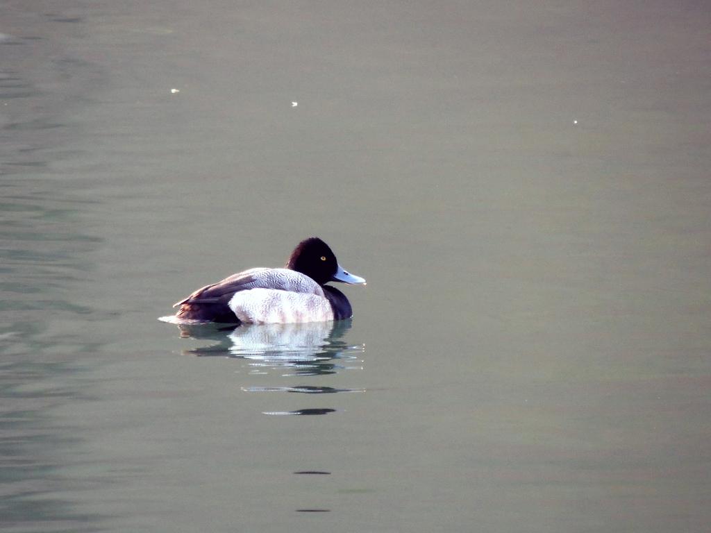 DSCN9462.jpg