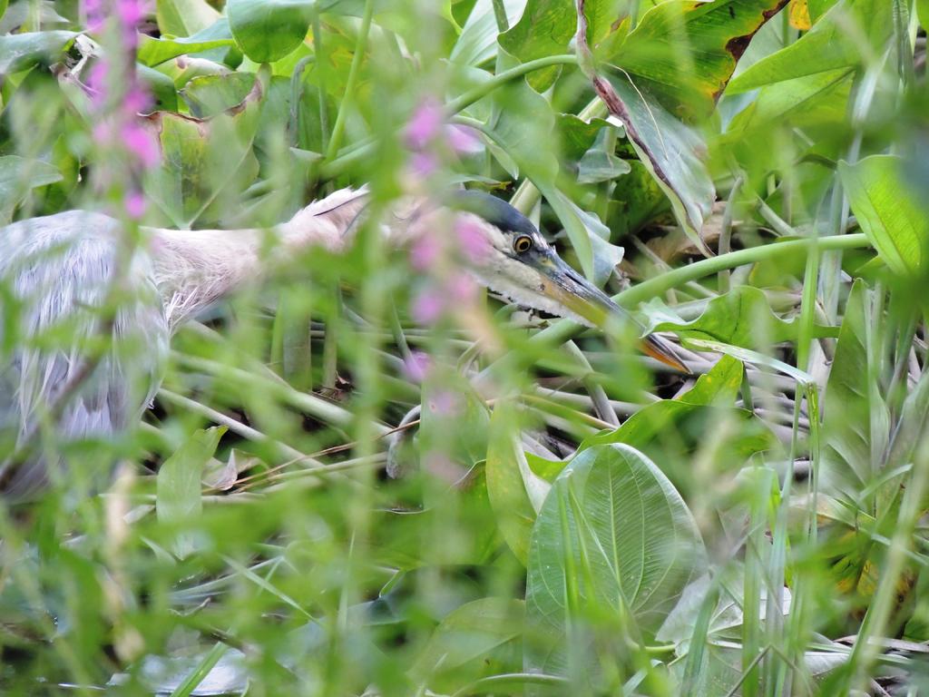 DSCN9477.jpg