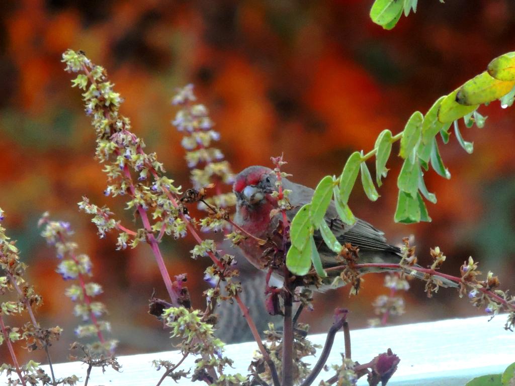 DSCN9486.jpg