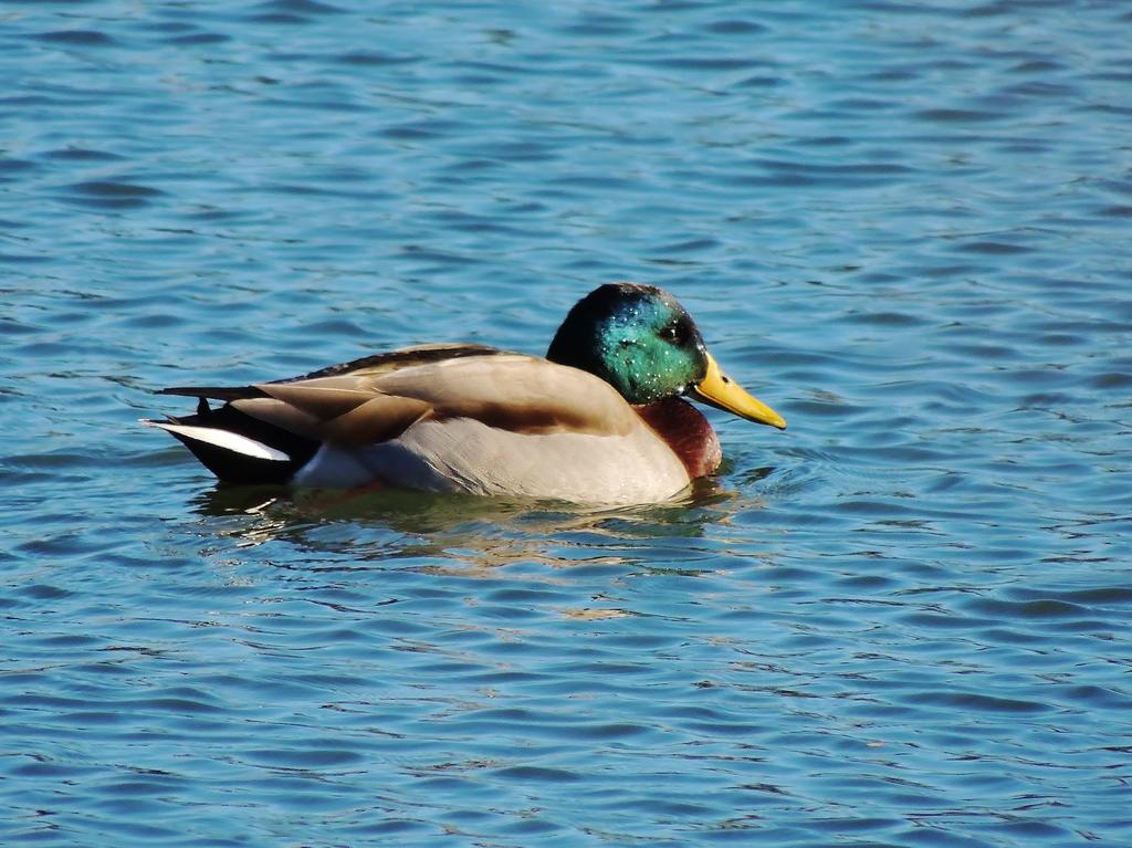 DSCN9504.jpg