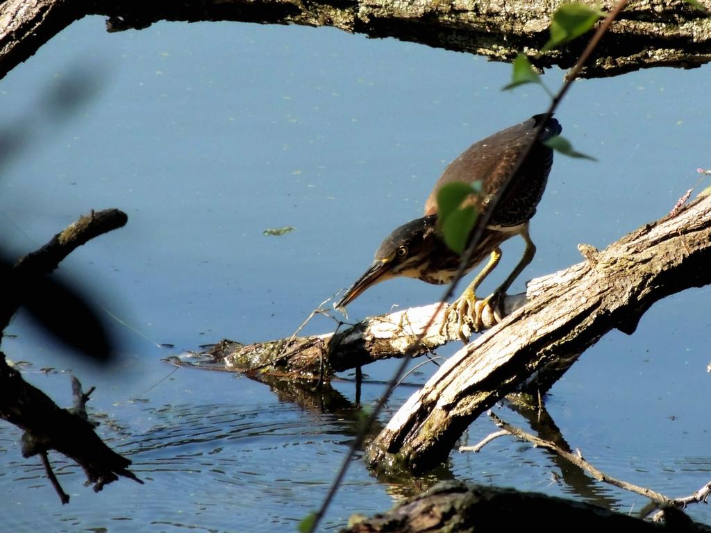 DSCN9527.jpg