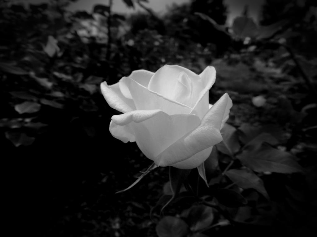 DSCN9528a.jpg