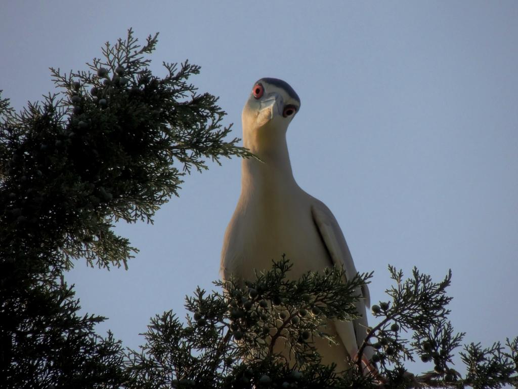 DSCN9529.jpg