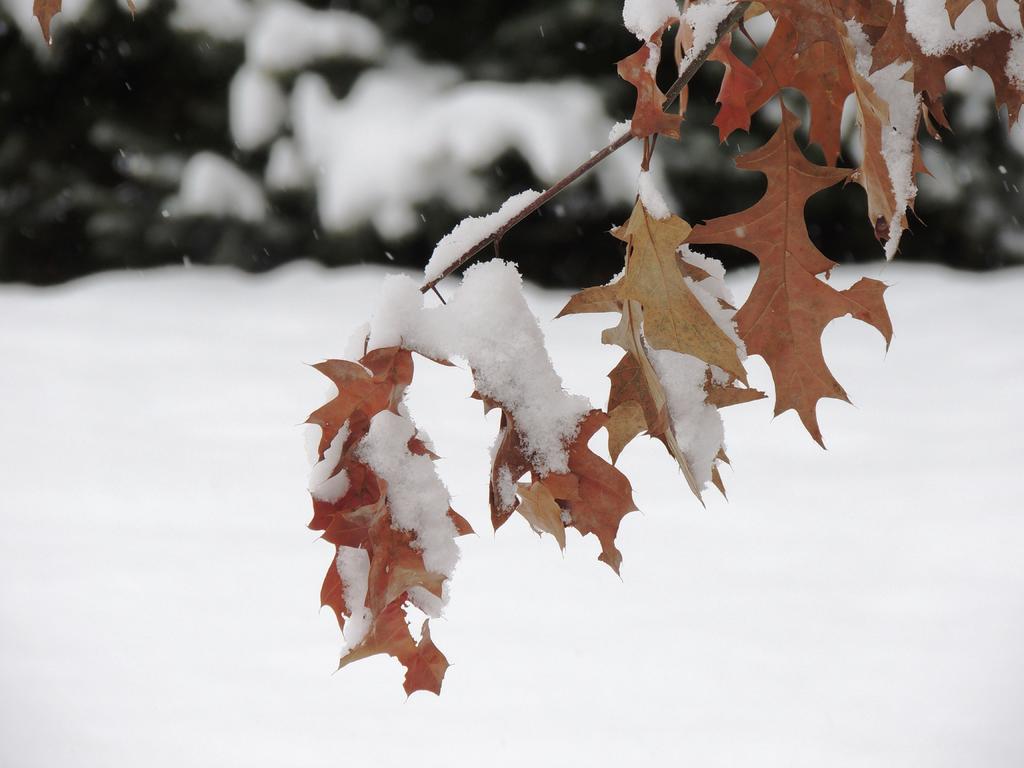 DSCN9531.jpg