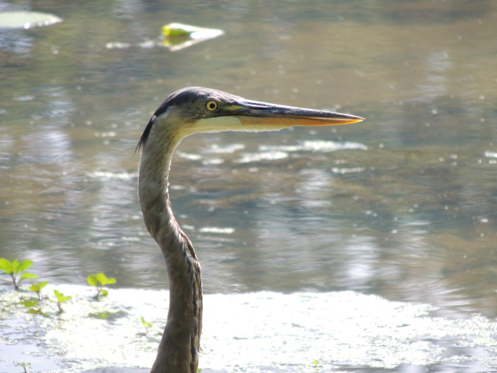 DSCN9537.jpg
