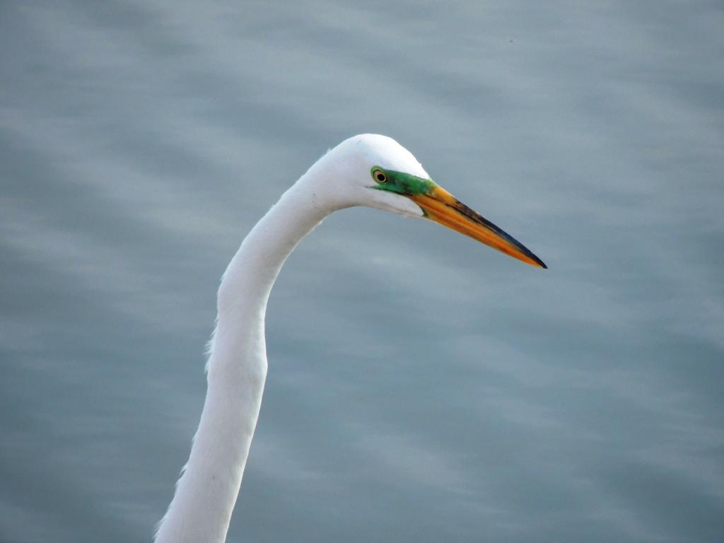 DSCN9545.jpg