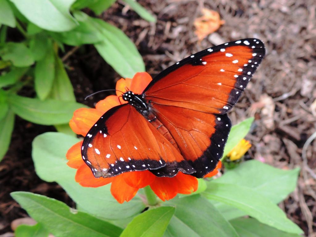 DSCN9546.jpg