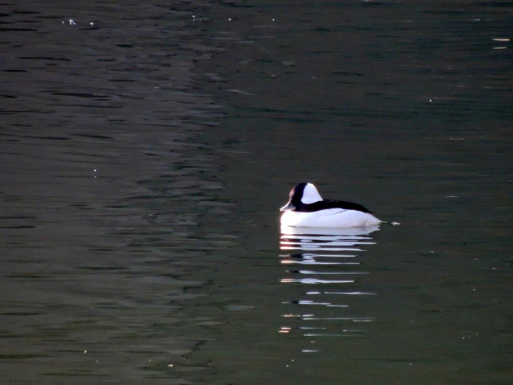 DSCN9546.jpg
