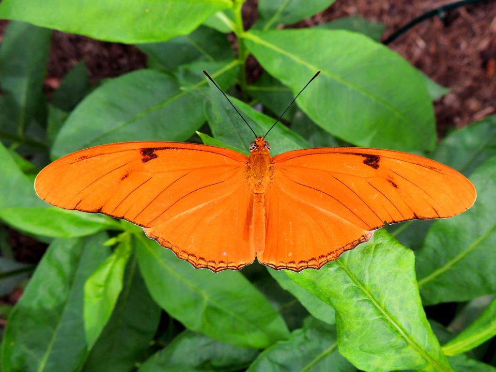 DSCN9550.jpg
