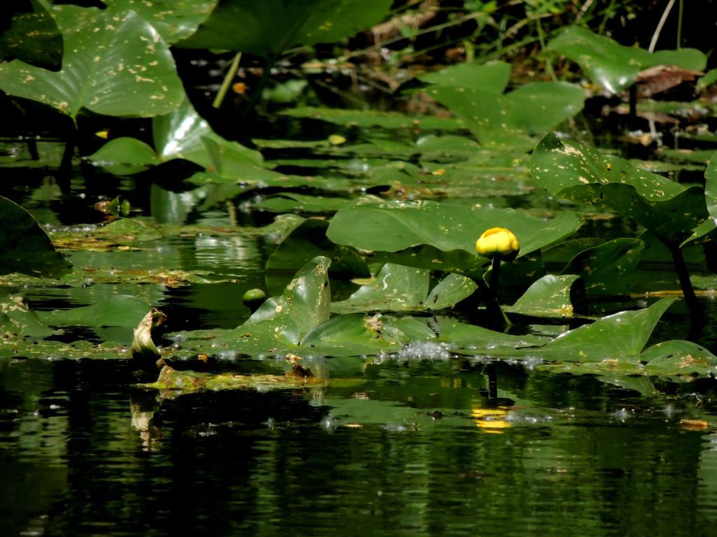 DSCN9550.jpg