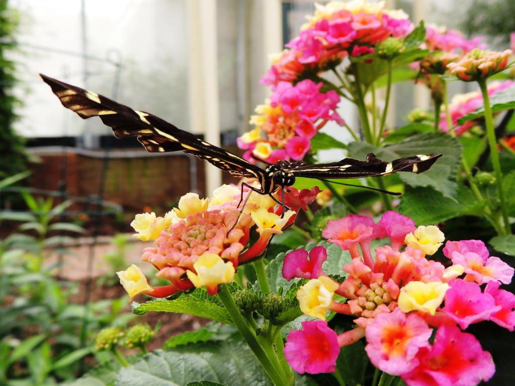 DSCN9558.jpg