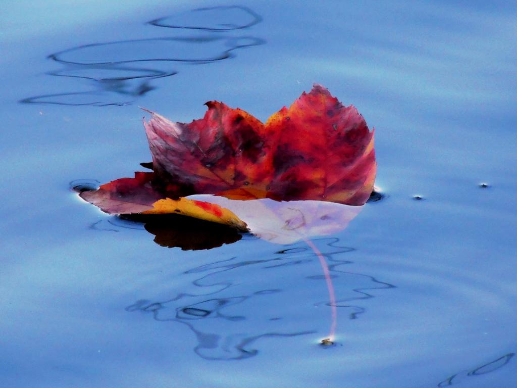 DSCN9563.jpg