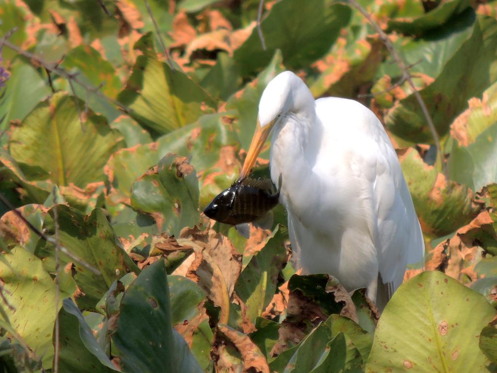DSCN9570.jpg