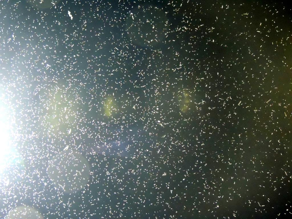 DSCN9578.jpg