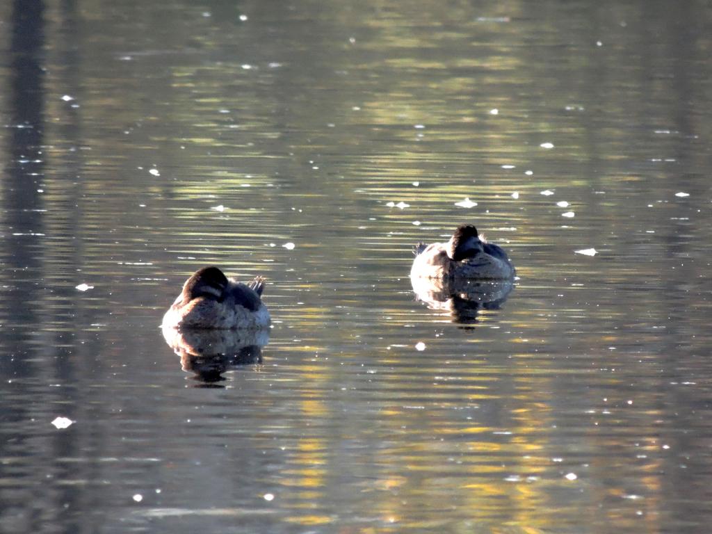 DSCN9581.jpg