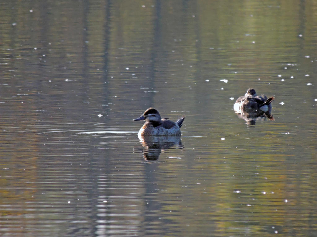 DSCN9585a.jpg