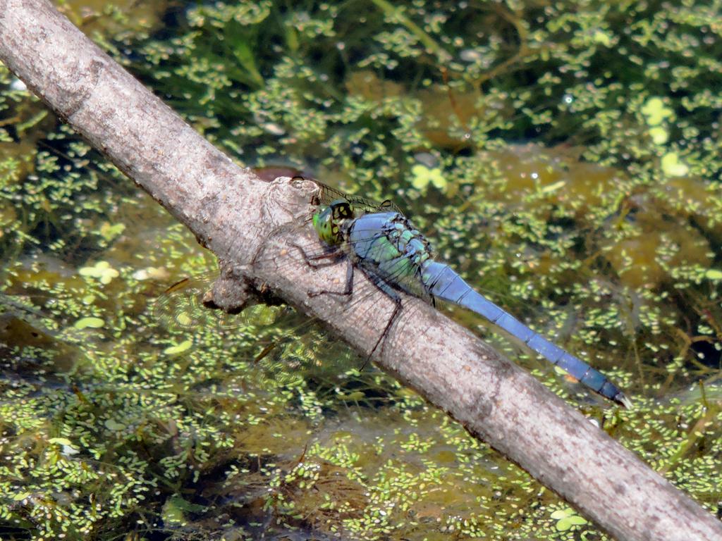 DSCN9592.jpg