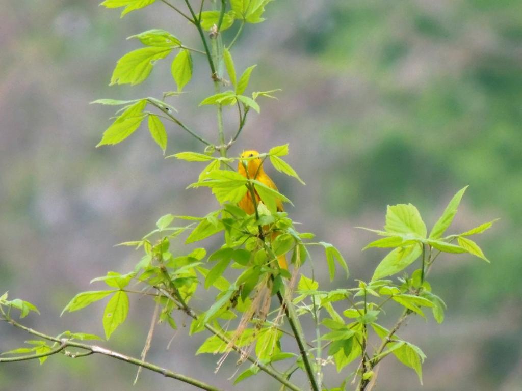 DSCN9597.jpg