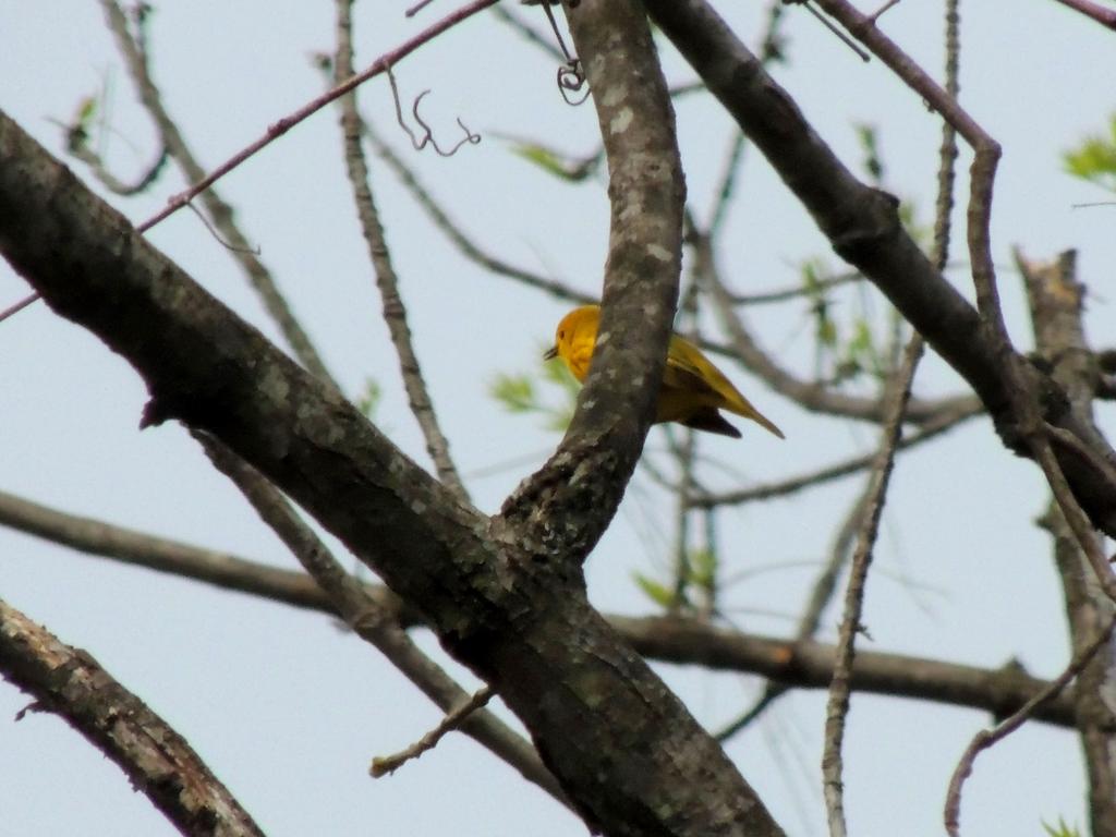 DSCN9598.jpg