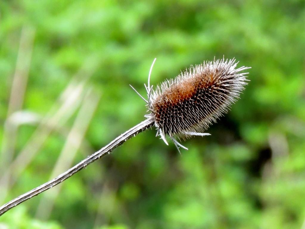 DSCN9600.jpg