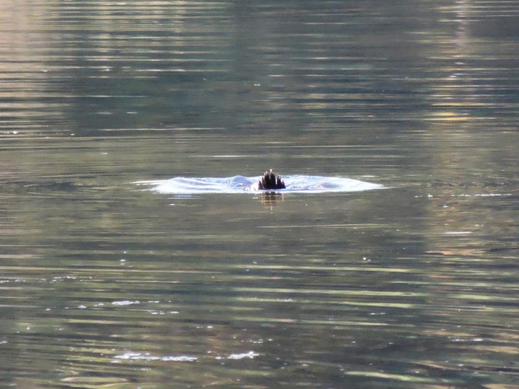 DSCN9612.jpg