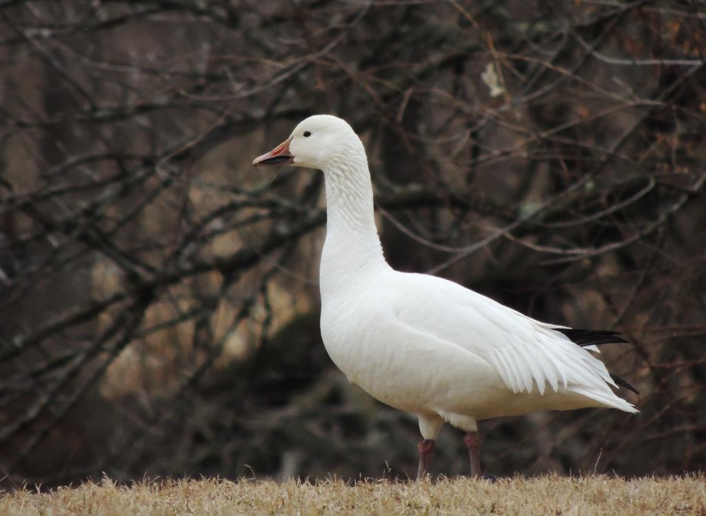 DSCN9618.jpg