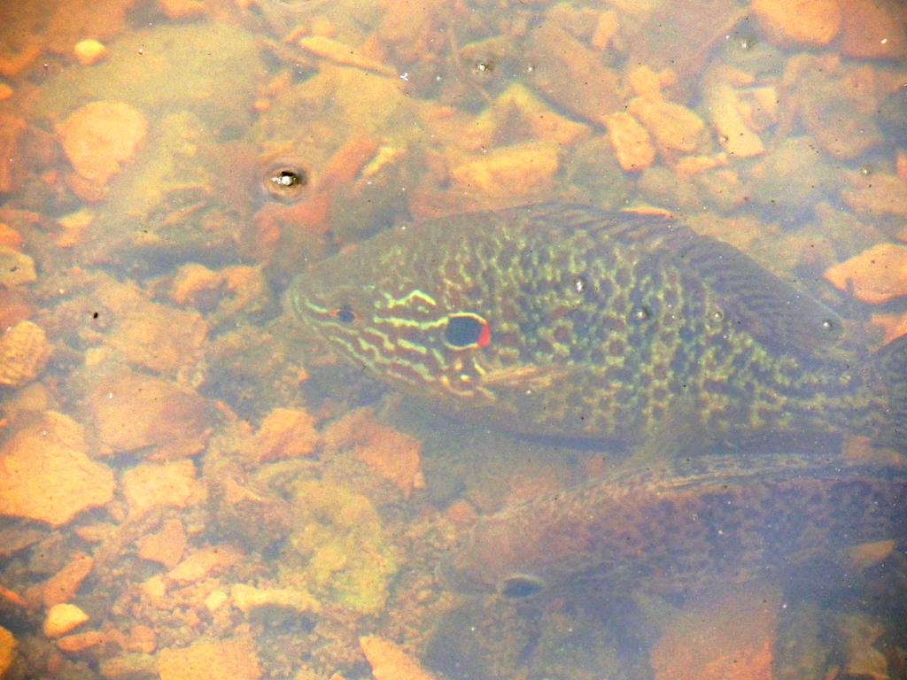 DSCN9625.jpg