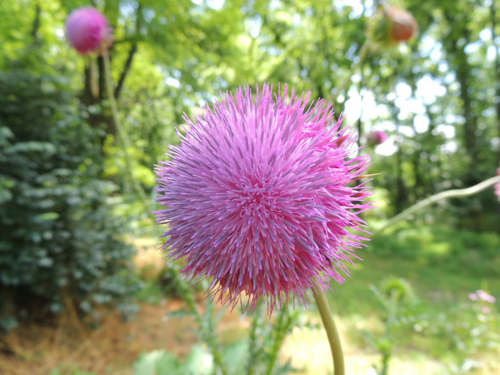 DSCN9646.jpg