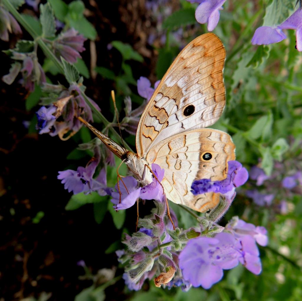 DSCN9647.jpg