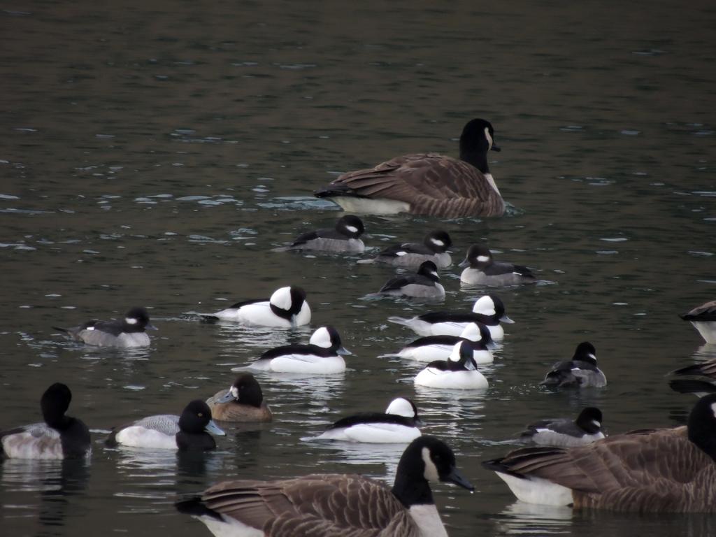 DSCN9655.jpg