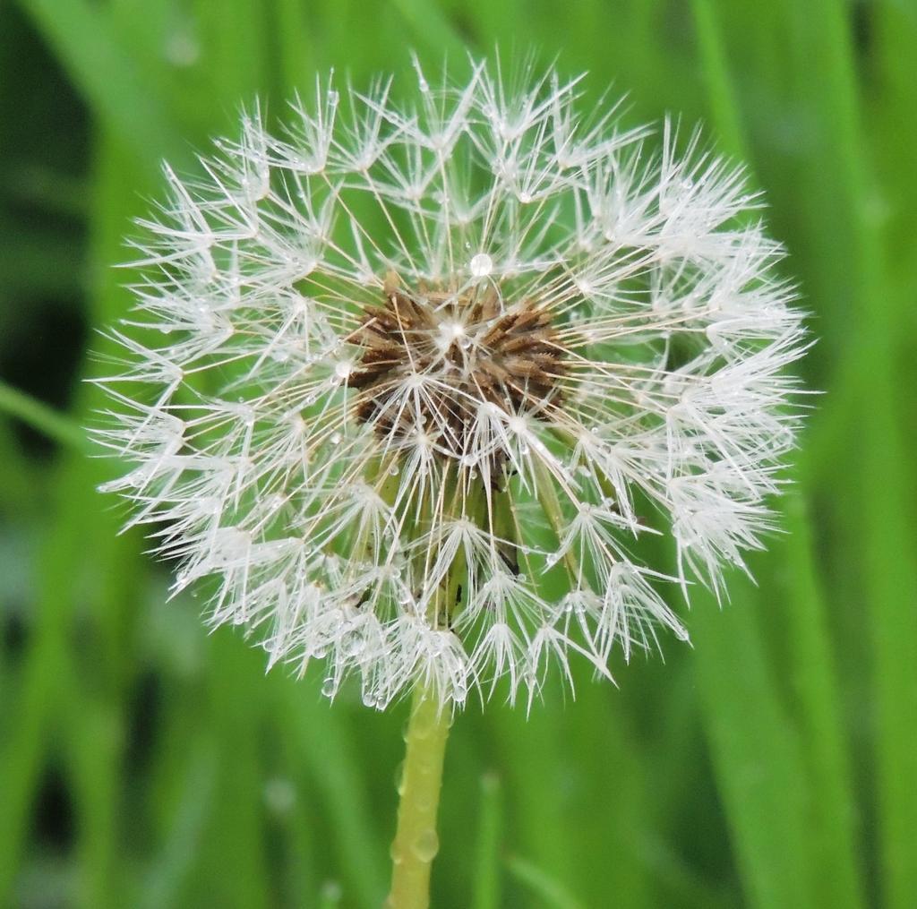 DSCN9661.jpg