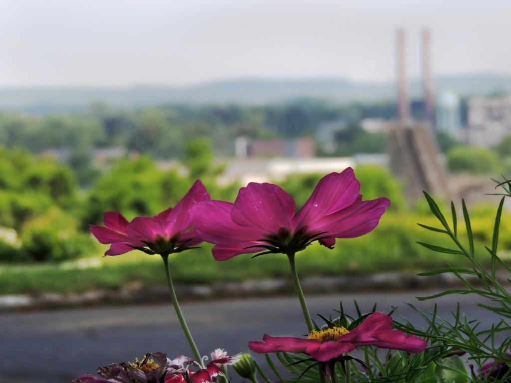 DSCN9665a.jpg