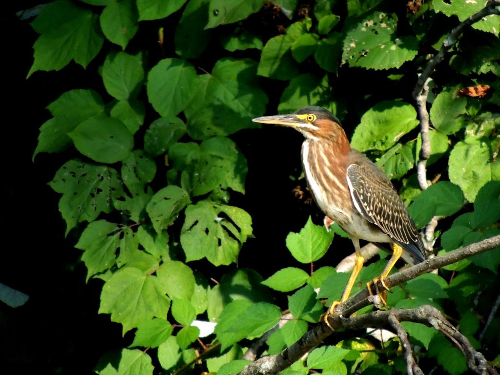 DSCN9678.jpg