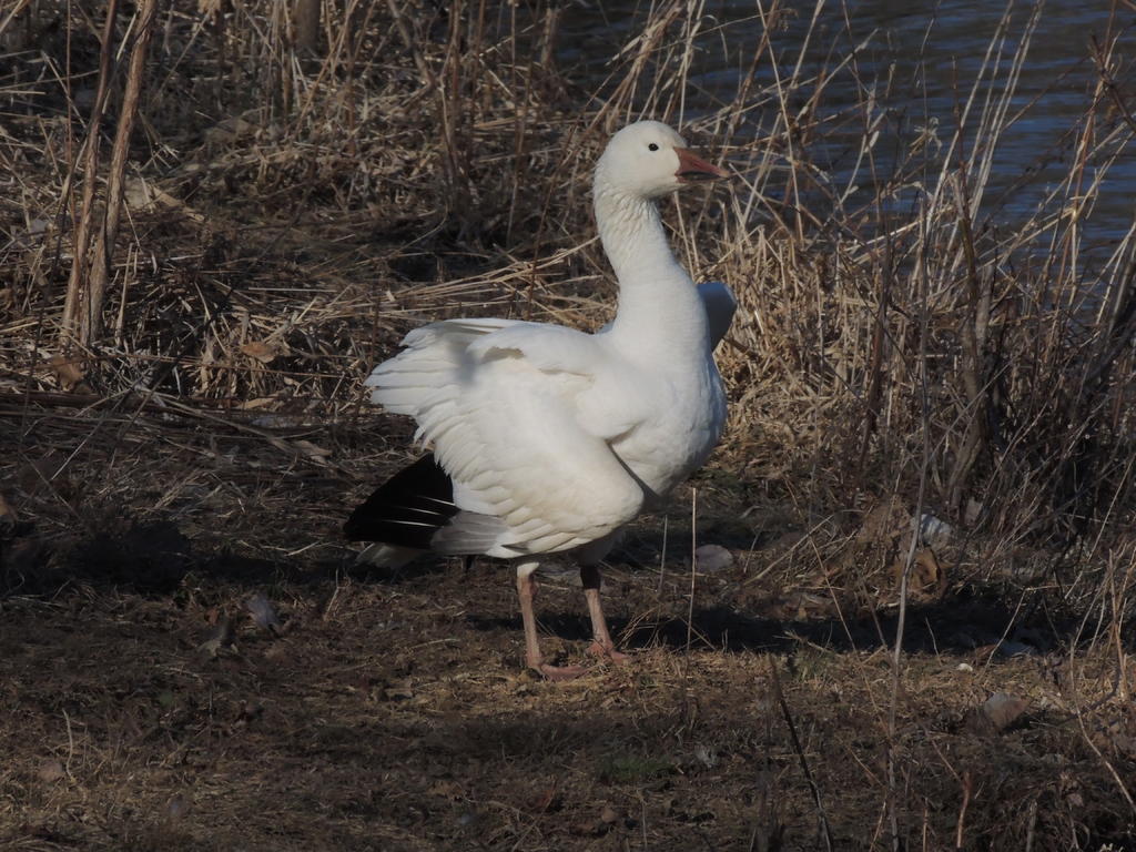 DSCN9695.jpg
