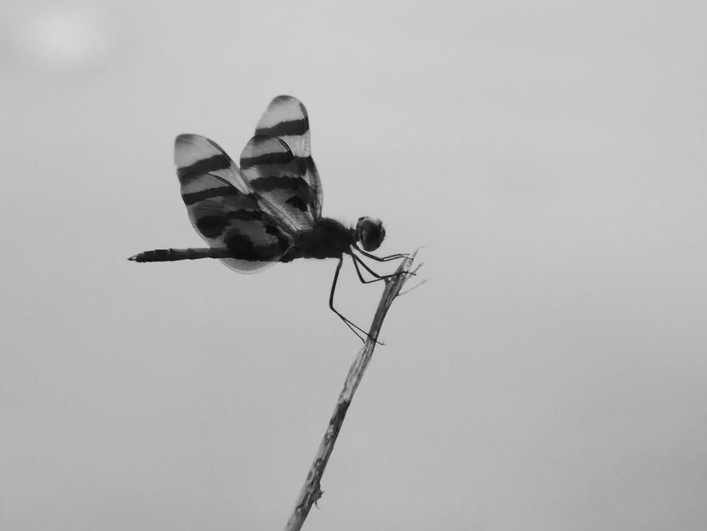 DSCN9701a.jpg