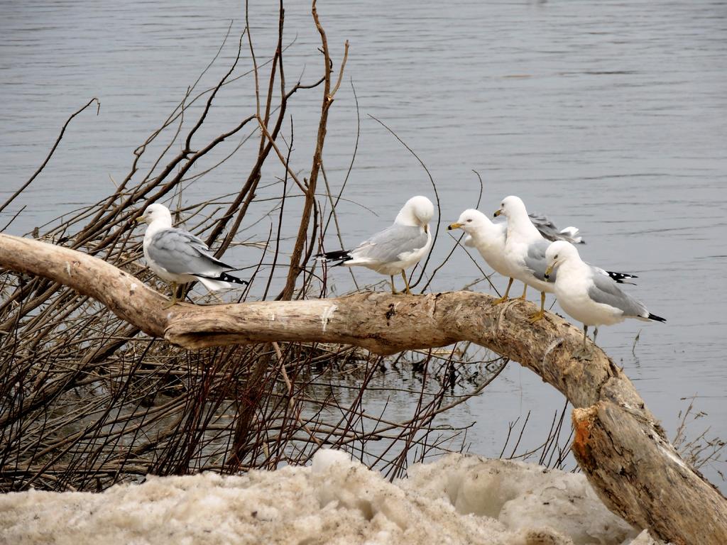 DSCN9727.jpg