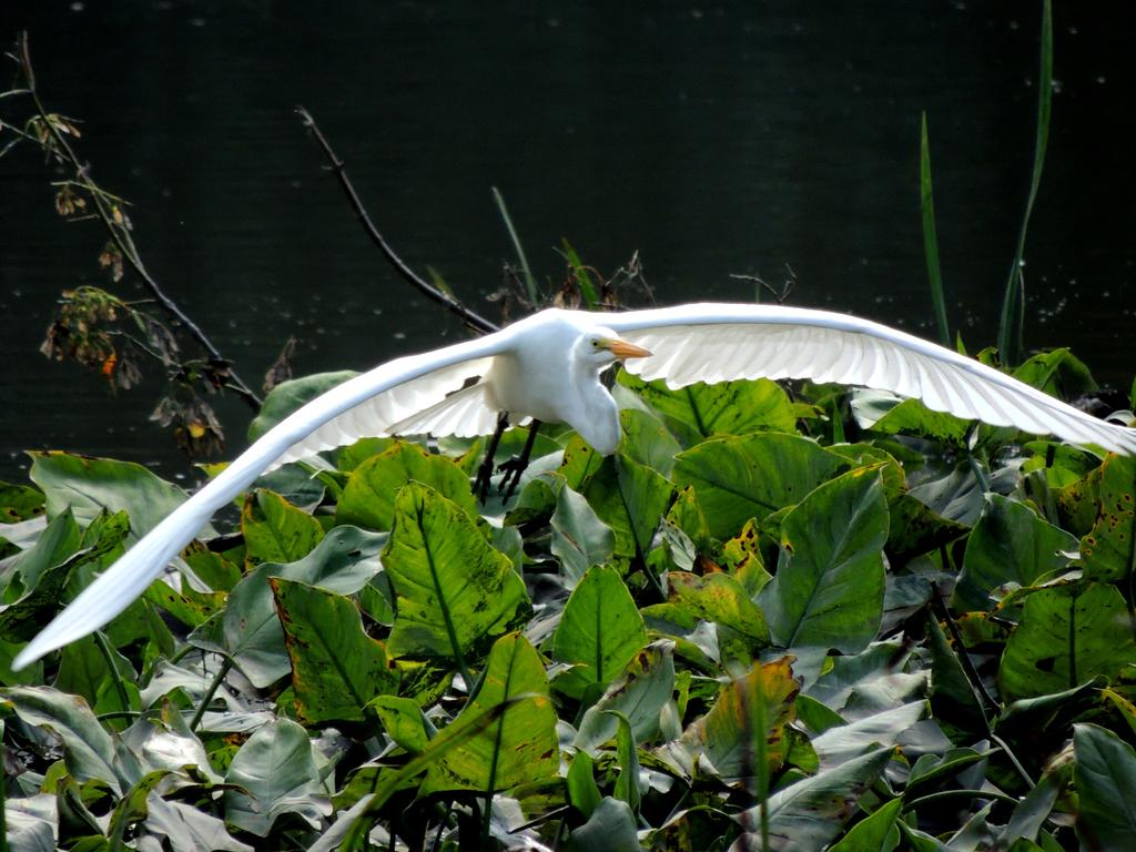 DSCN9732.jpg